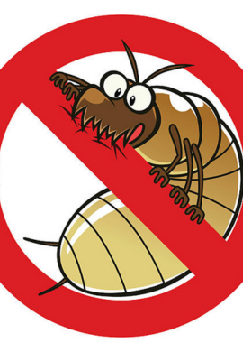 Professional pest control service