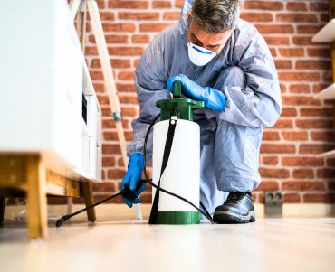 ant Control ferny grove